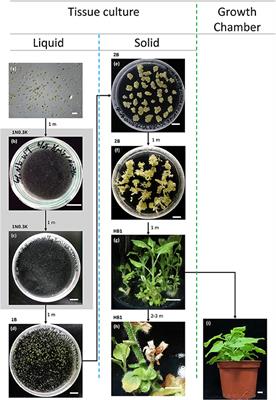 Genome Editing and Protoplast Regeneration to Study Plant–Pathogen Interactions in the Model Plant Nicotiana benthamiana